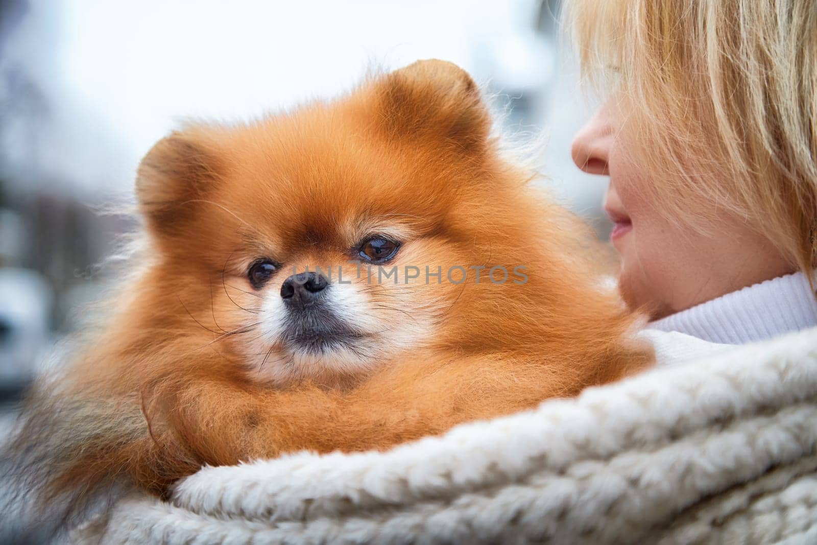 Pedigreed Pomeranian snuggles in its owner's arms during a winter stroll in the snow.