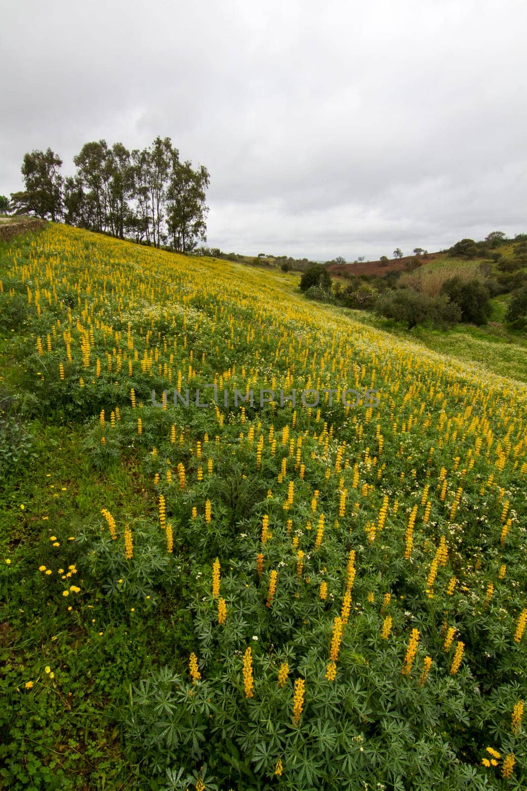 Beautiful view of a field of yellow lupine flowers with trees behind.