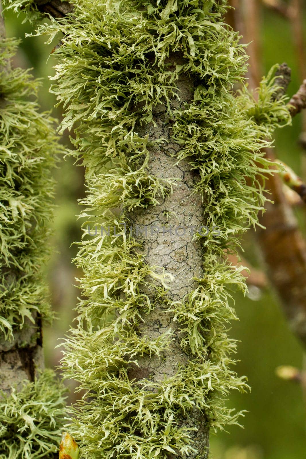 View of tree branches totally covered in lichen.