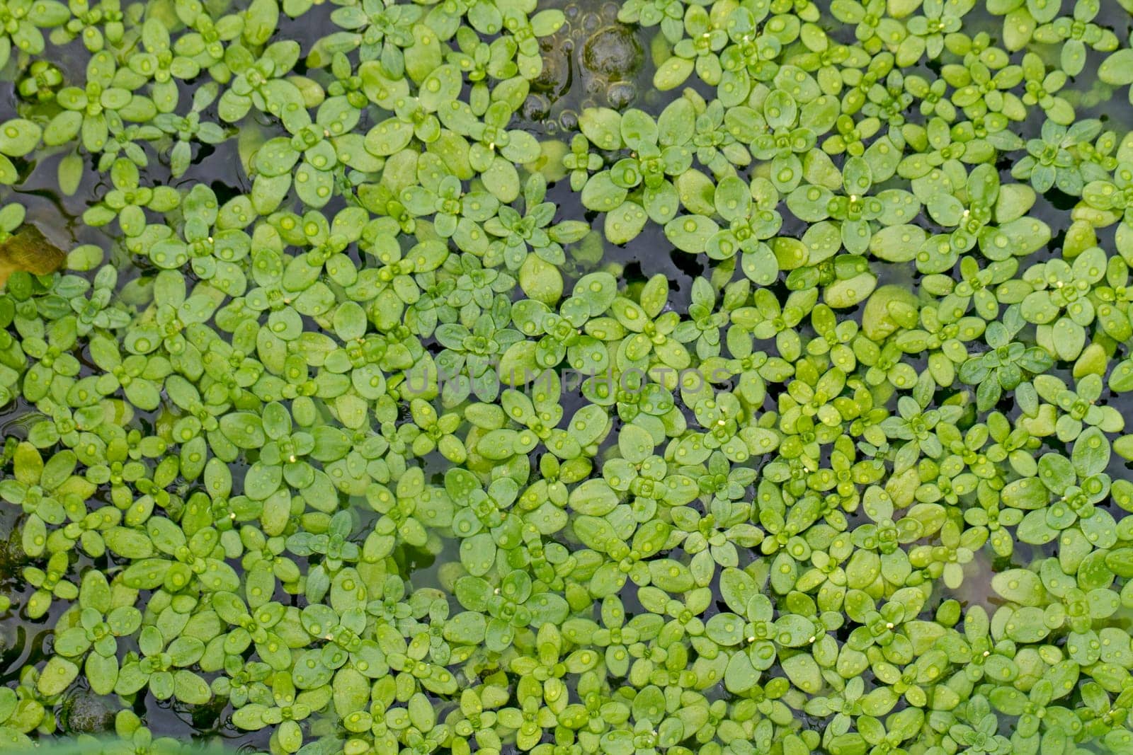 Close top view of aquatic duckweed plants on the surface of a lake.