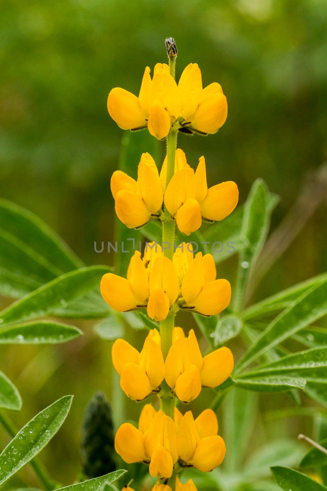 Close view of the beautiful fumaria capreolata flower.