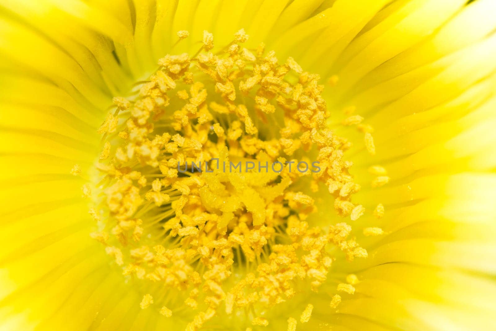Close up view of wild flower stamens covered with pollen.