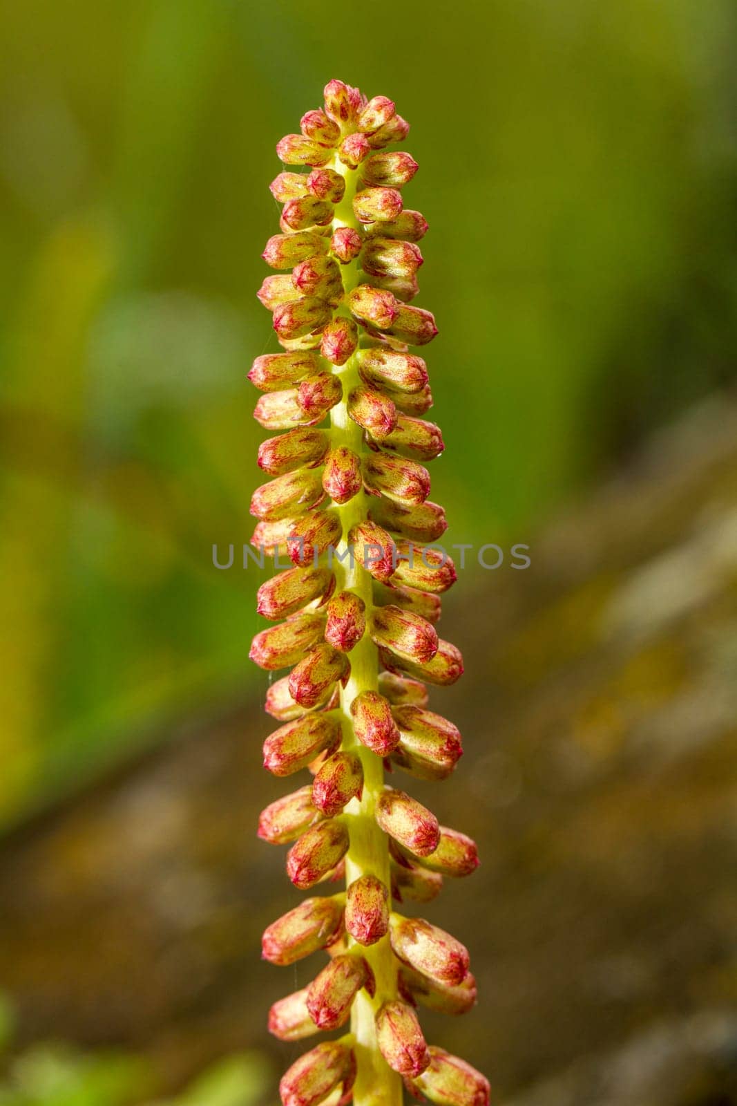 Close up view of the umbilicus rupestris plant.