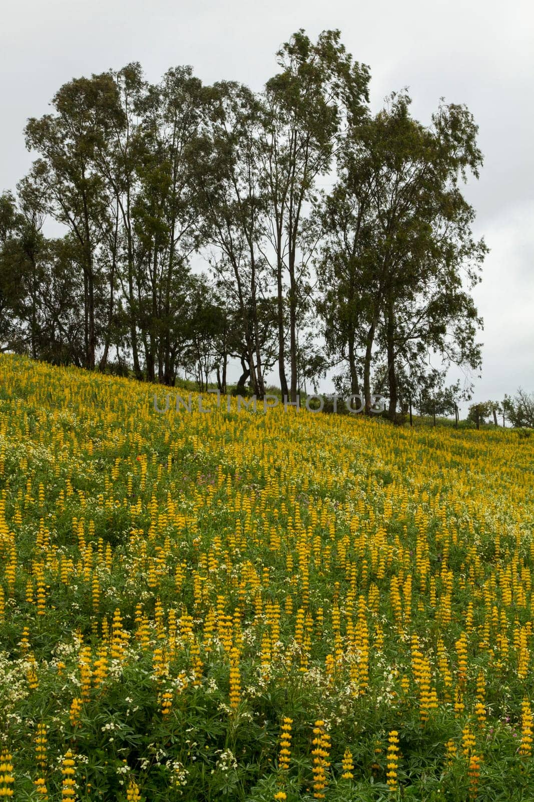 Beautiful view of a field of yellow lupine flowers with trees behind.