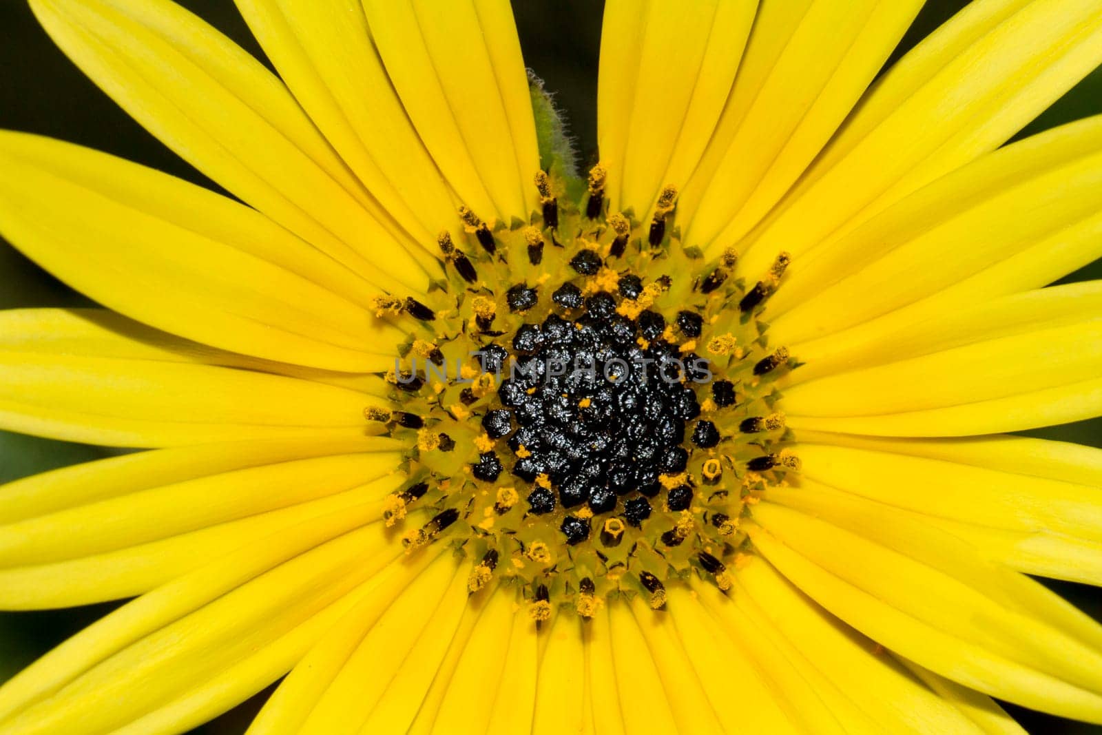 Close view of the beautiful yellow calendula flower.