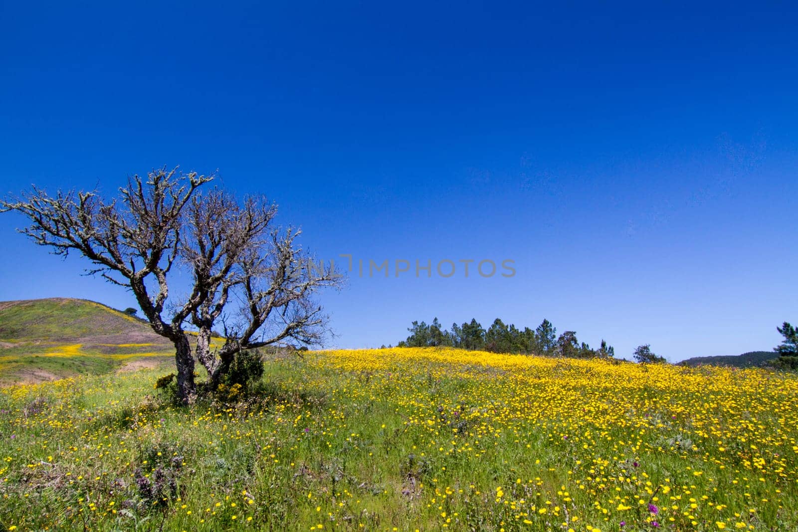Beautiful view of a hill of yellow marigold flowers with lonely tree.