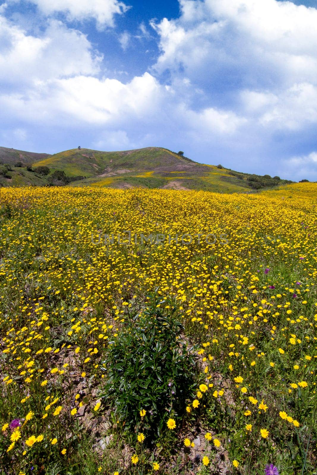 Beautiful view of a hill of yellow marigold flowers with trees behind.
