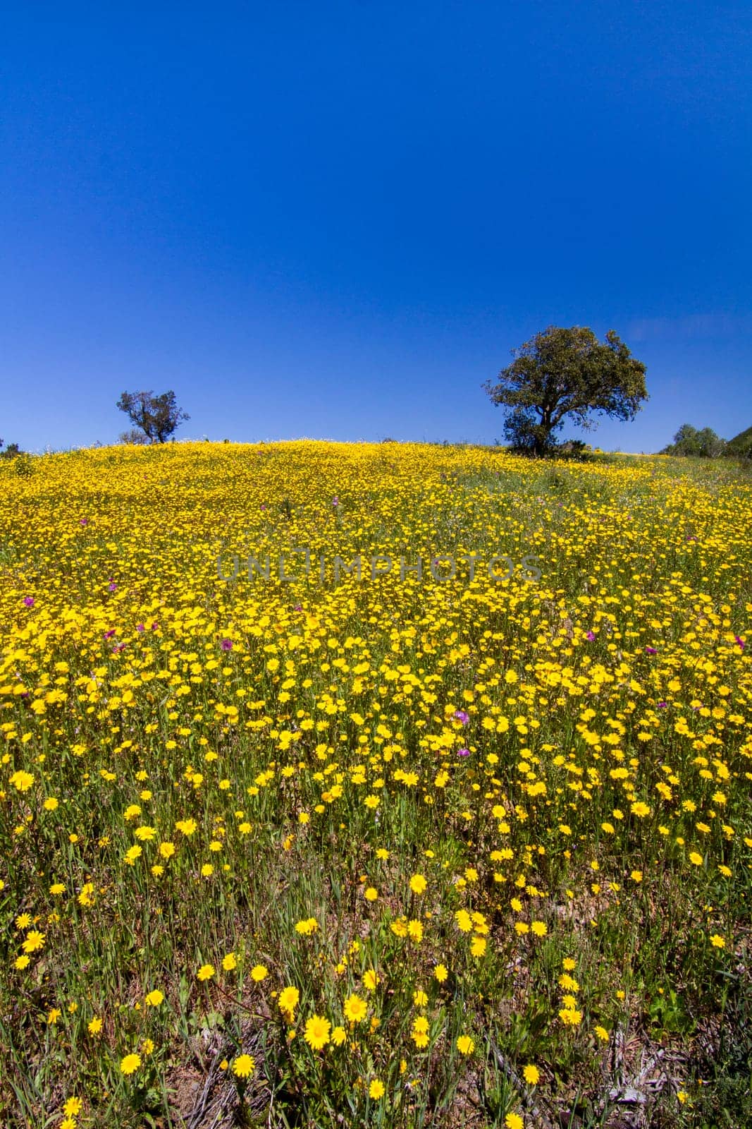Beautiful view of a hill of yellow marigold flowers with trees behind.