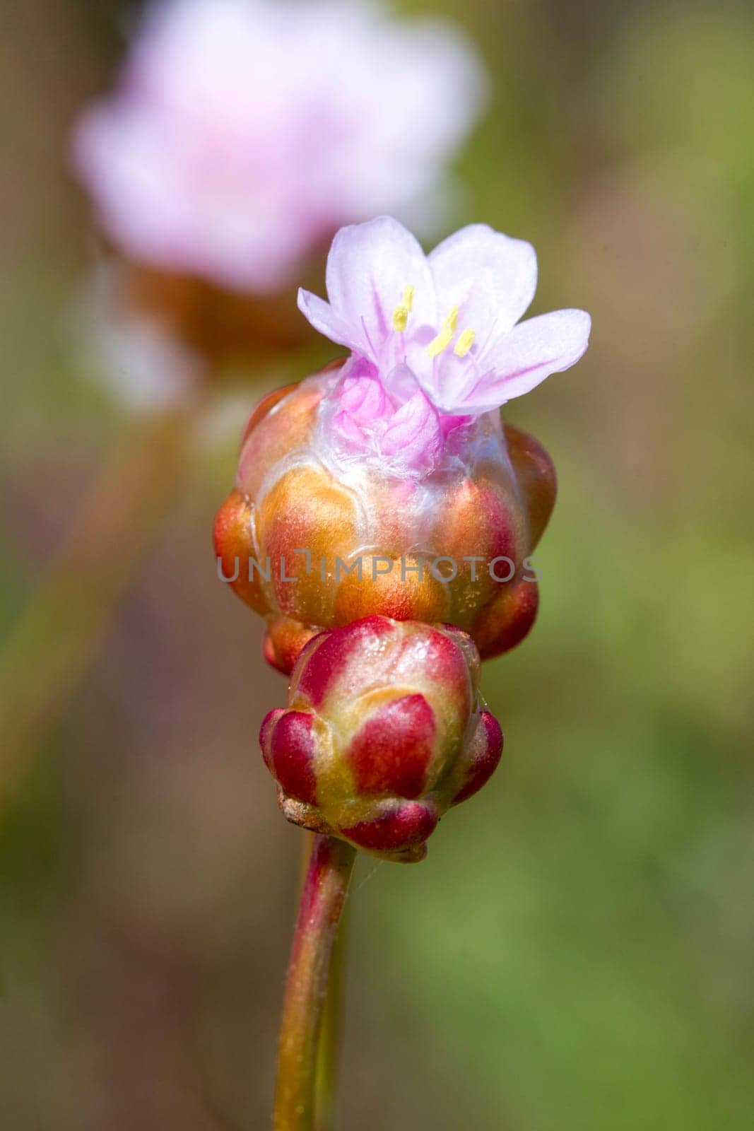 Close view of the beautiful Armeria macrophylla flower.
