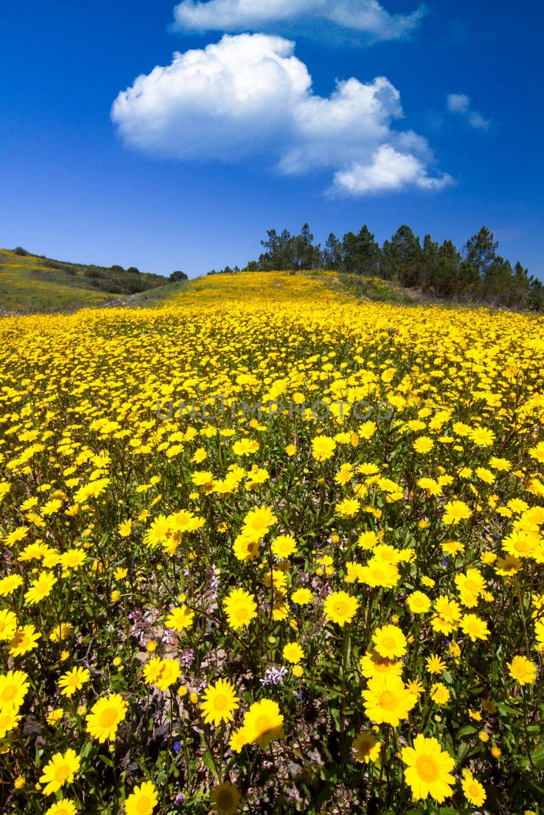 Beautiful view of a hill of yellow marigold flowers with trees behind.