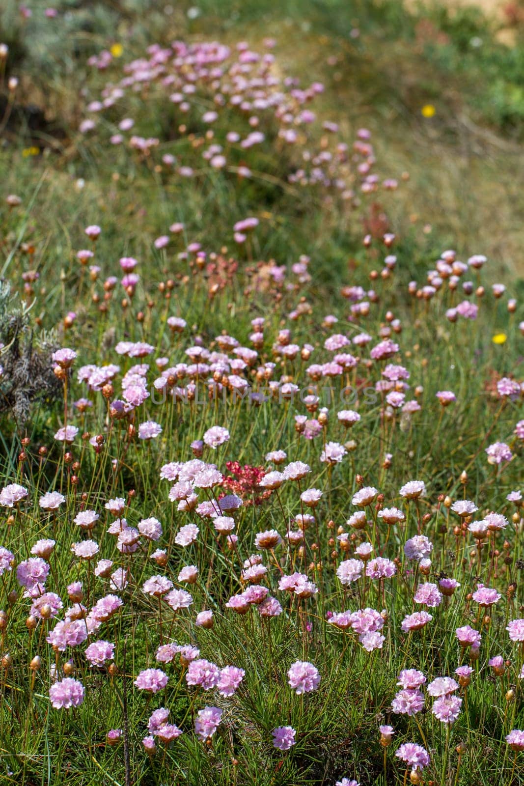 Close view of the beautiful Armeria macrophylla flower.