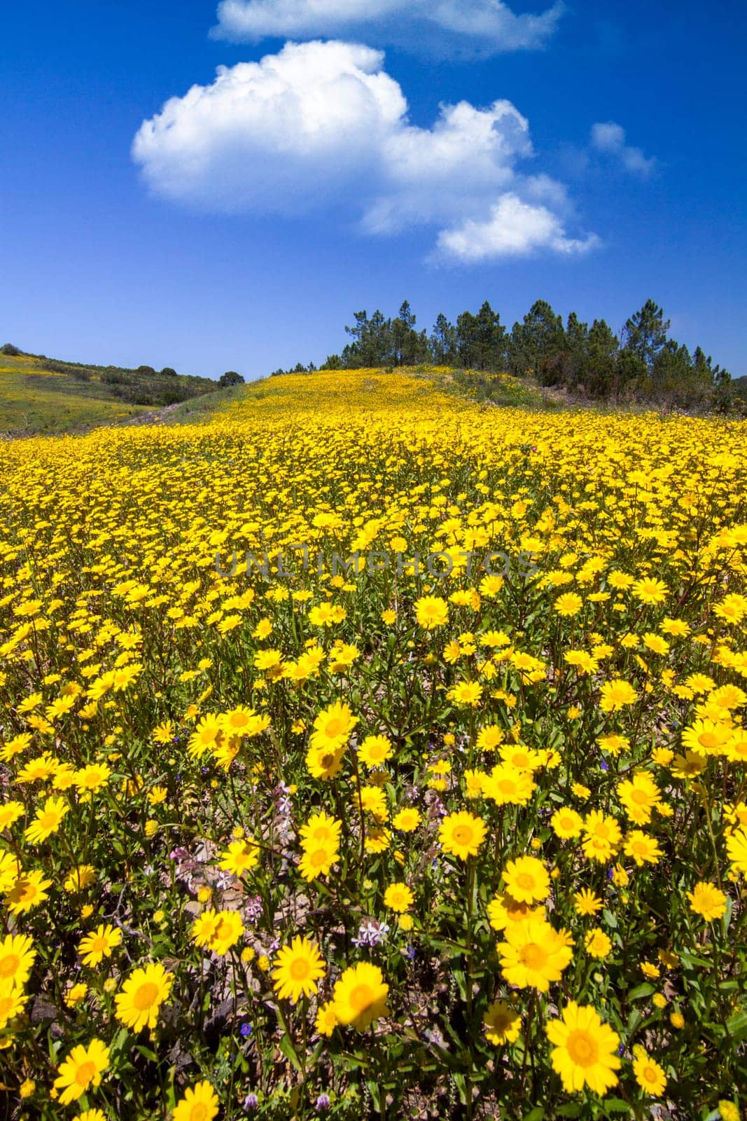Beautiful view of a hill of yellow marigold flowers with trees behind.
