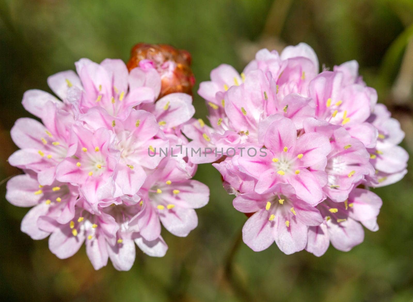 Close view of the beautiful Armeria macrophylla flower.