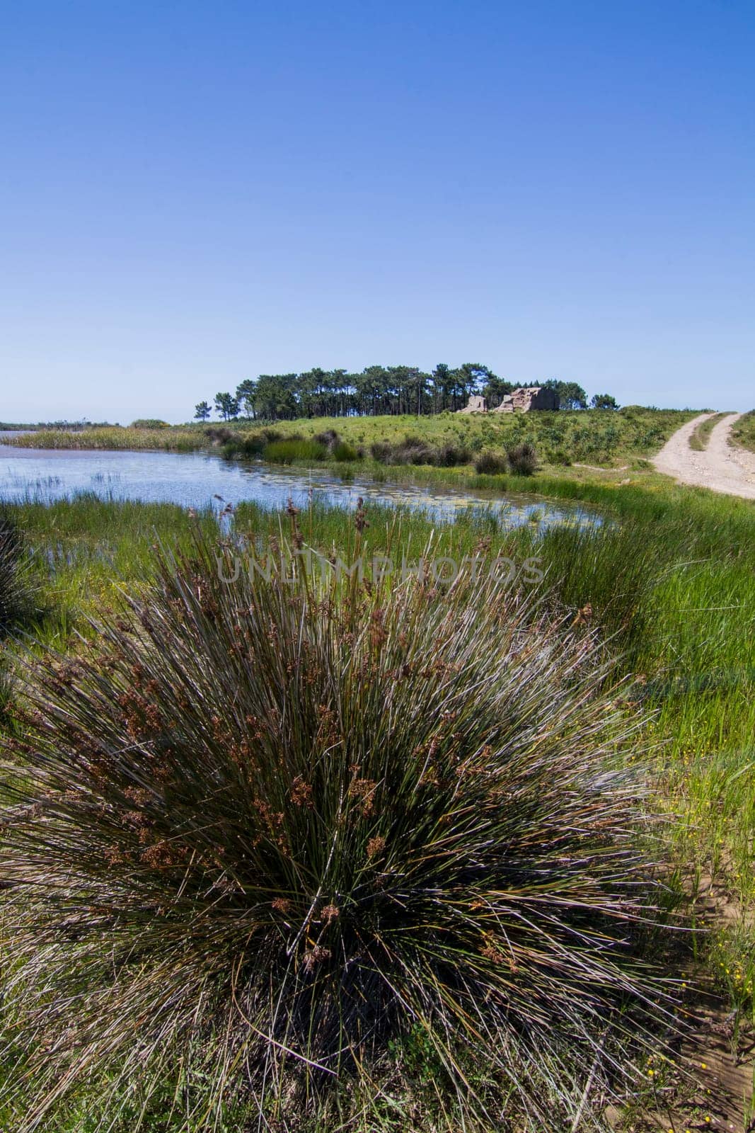 Beautiful view with a small patch of trees and pond.