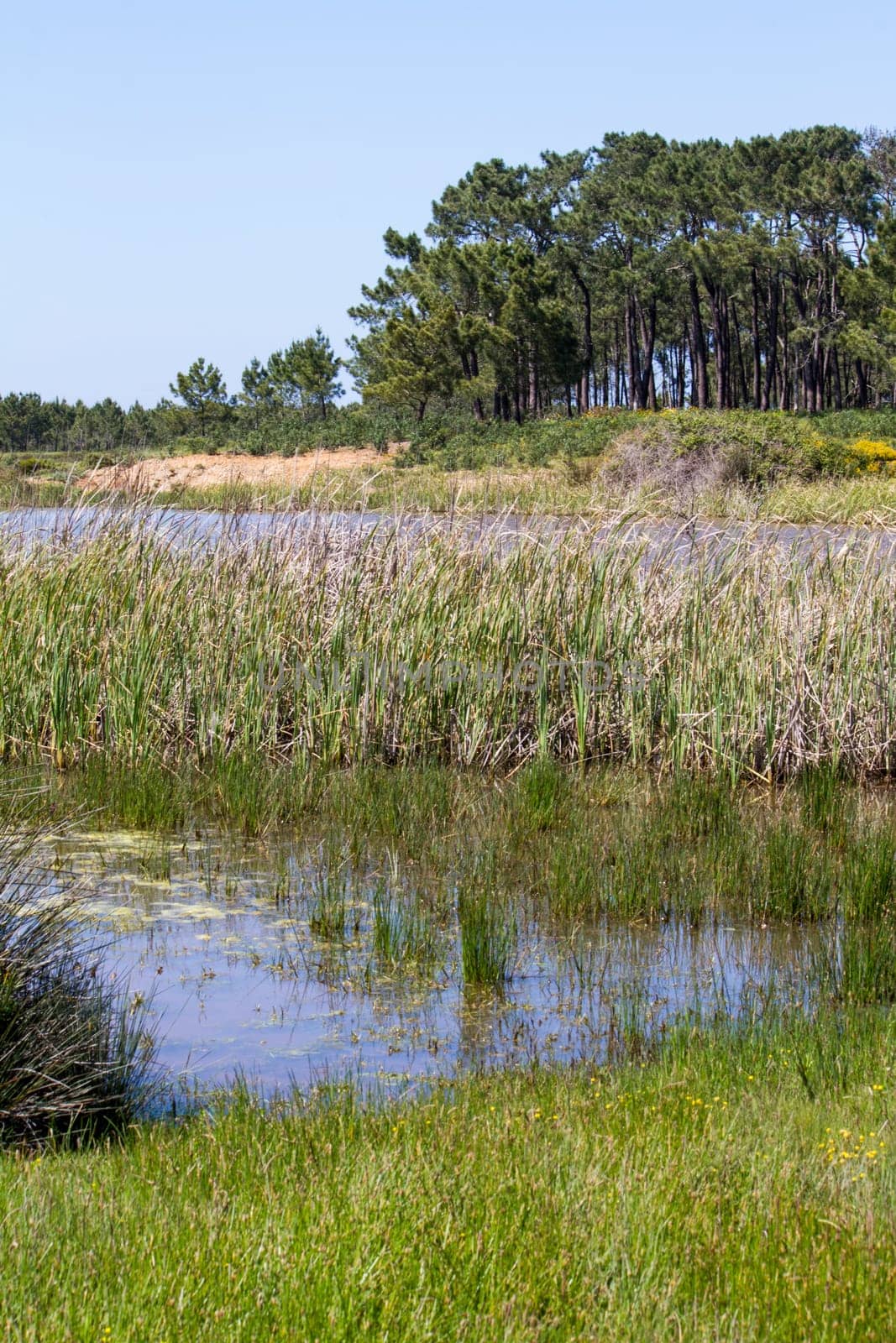 Beautiful view with a small patch of trees and pond.