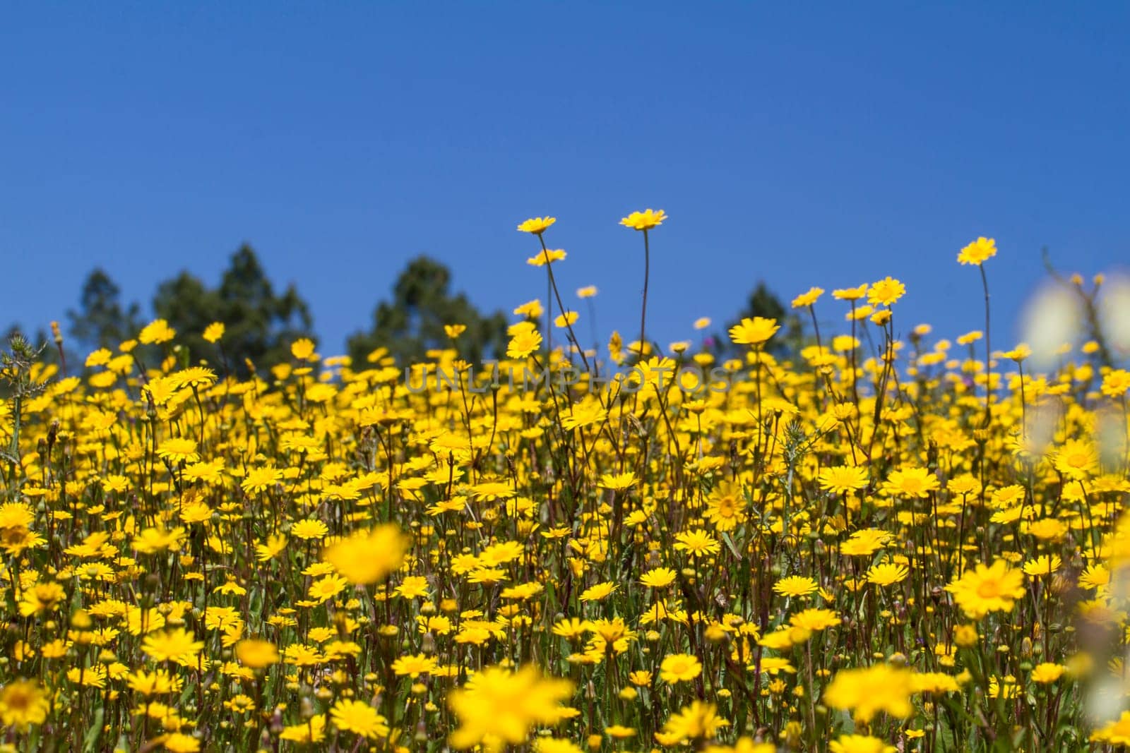 Beautiful view of a hill of yellow marigold flowers with trees behind.