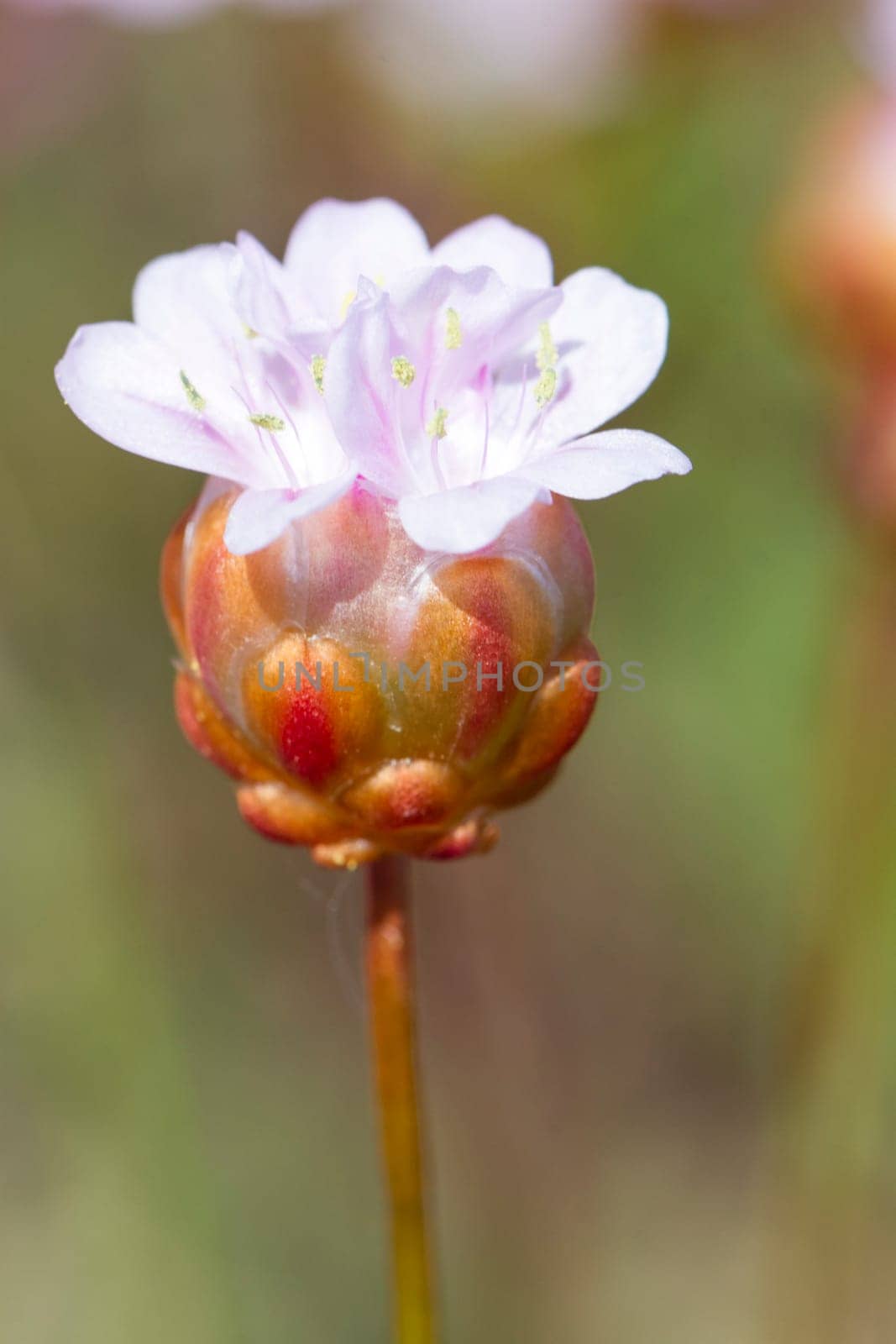 Close view of the beautiful Armeria macrophylla flower.