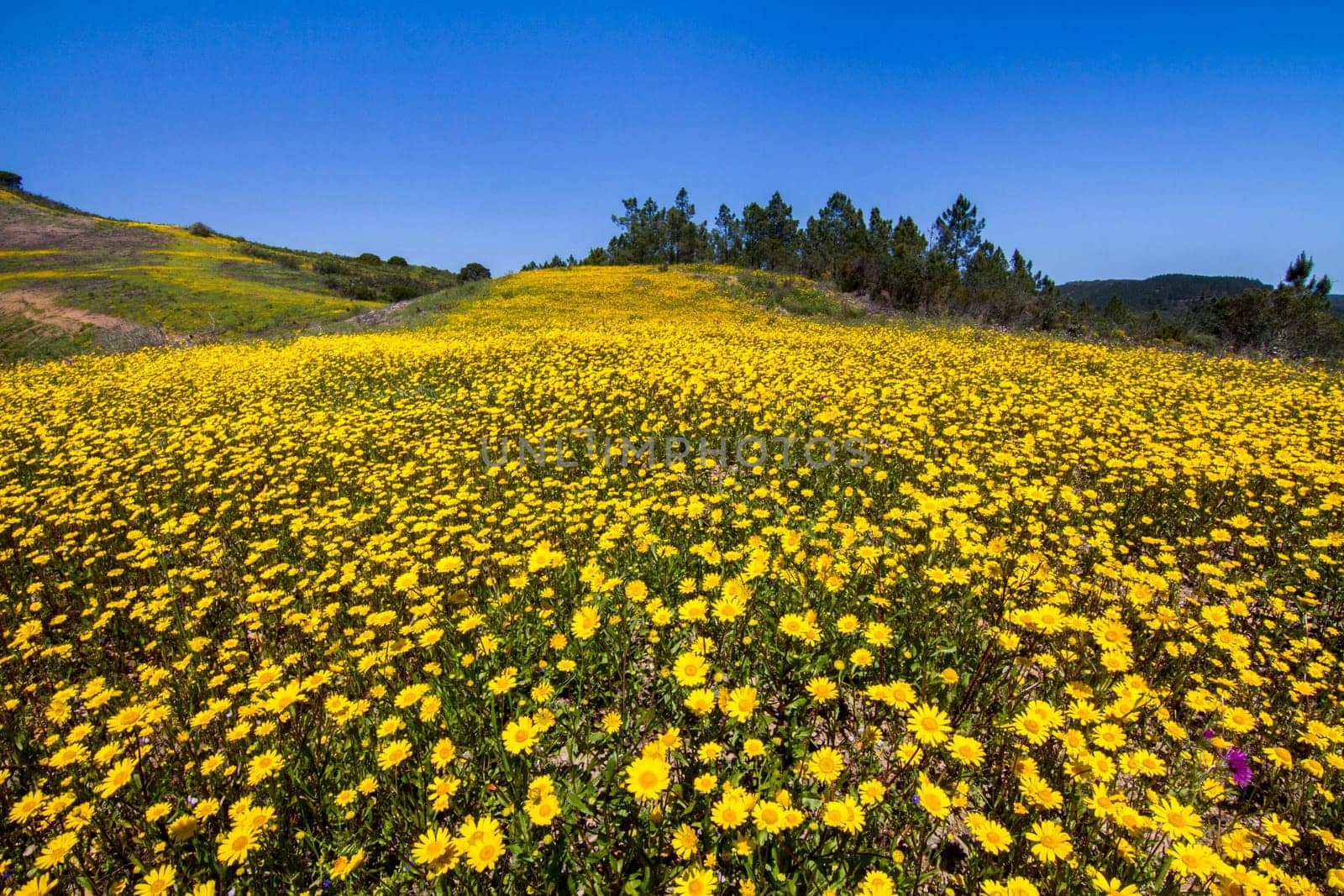 Beautiful view of a hill of yellow marigold flowers with trees behind.