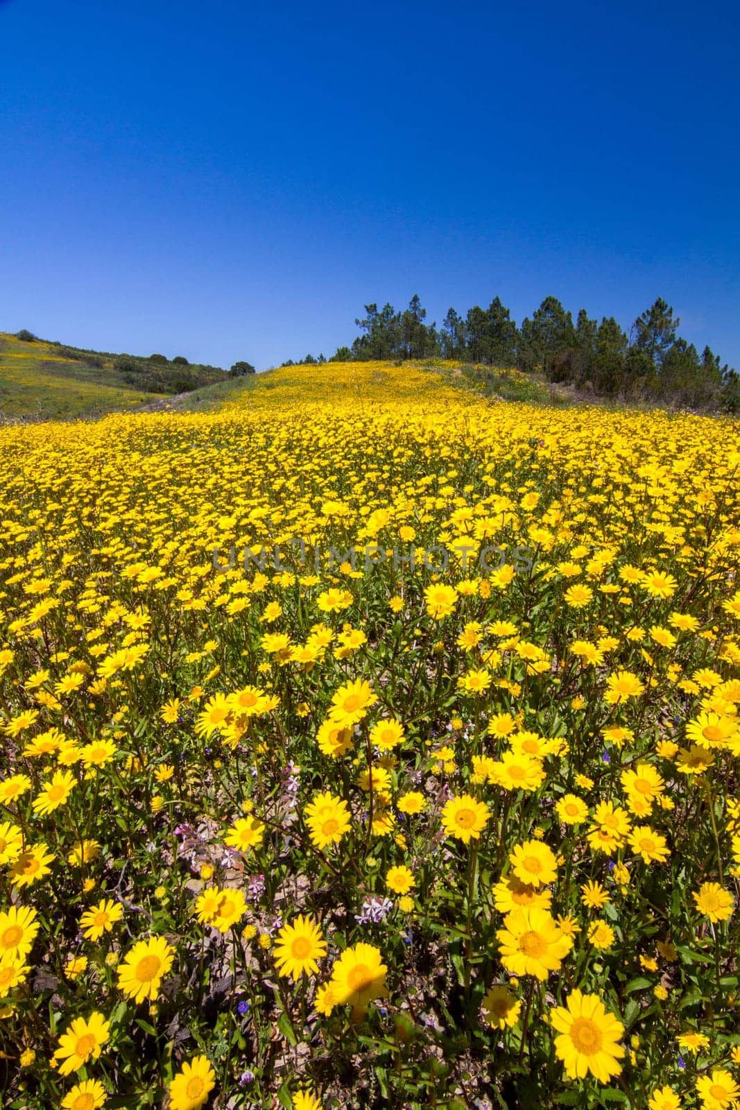 Beautiful view of a hill of yellow marigold flowers with trees behind.