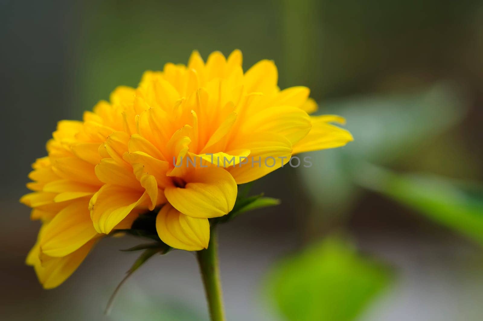 Small sunflower