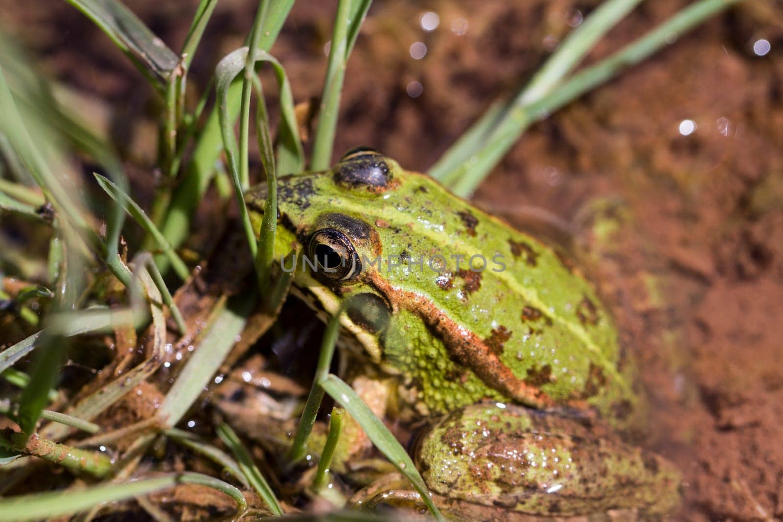 Close up view of the Edible Frog (Pelophylax esculentus) on a puddle.