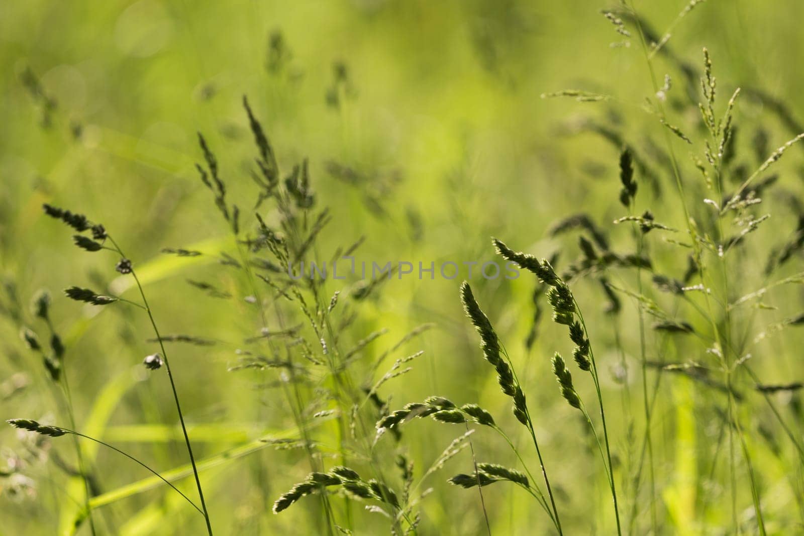 Wonderful green meadow in spring or summer. Qualified as background. With copy space.
