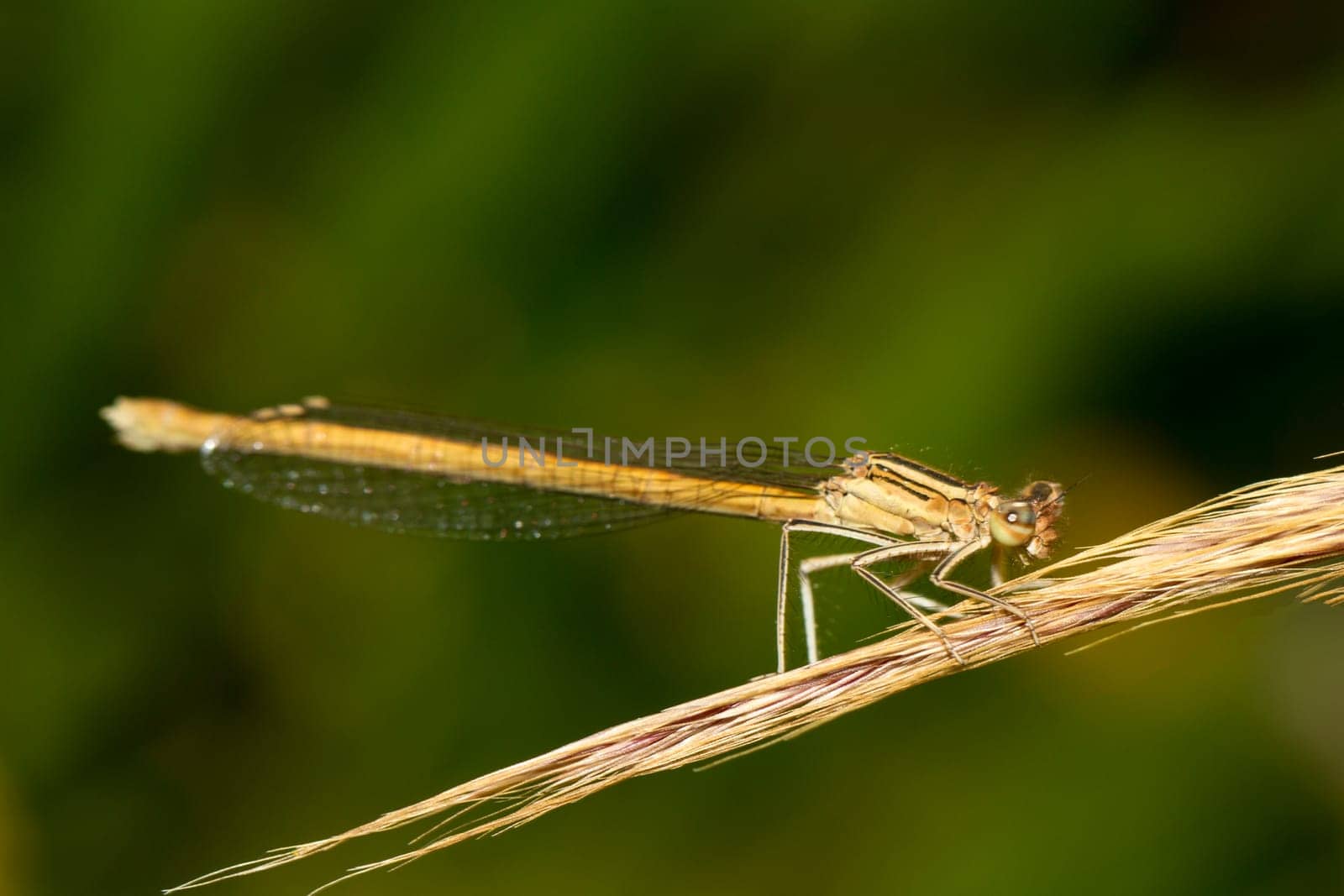 Close up view of the beautiful White Featherleg (Platycnemis latipes) damselfly insect.