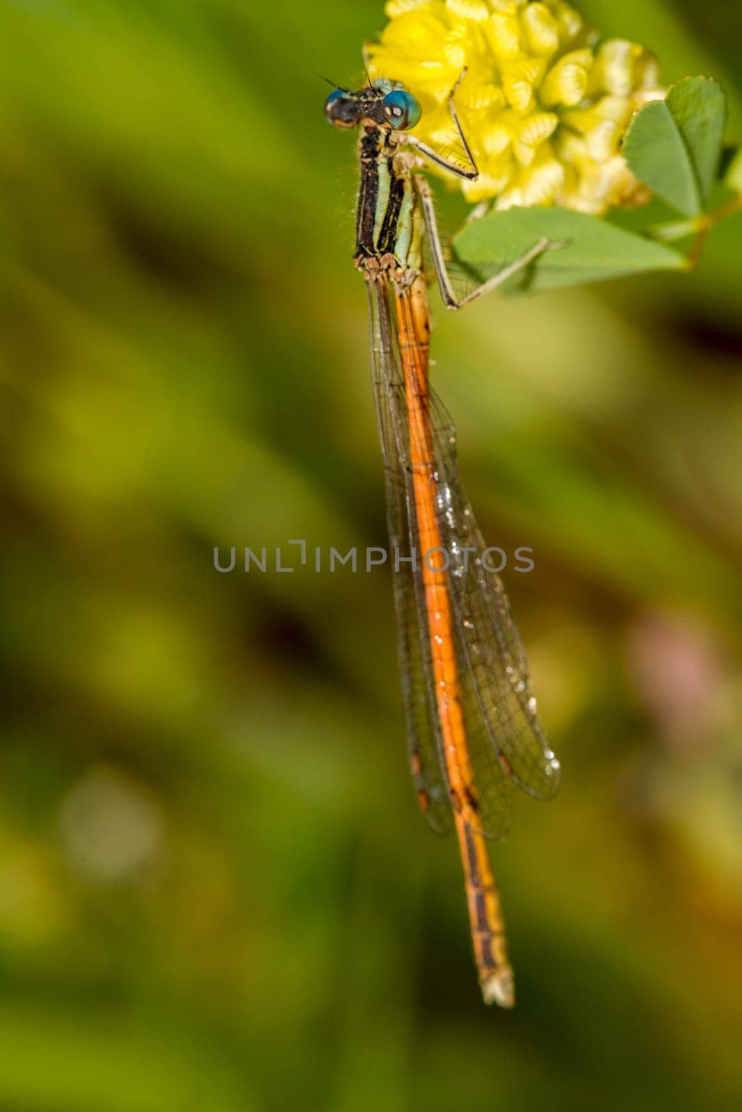 Close up view of the beautiful Platycnemis acutipennis damselfly insect.