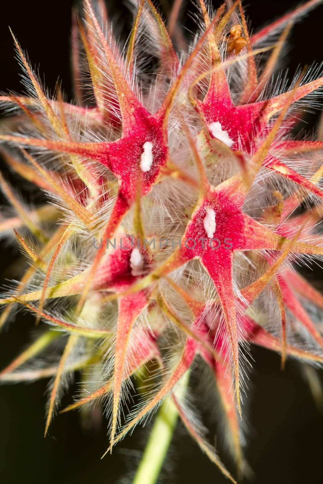 Close up view of the beautiful Starry Clover (Trifolium stellatum) flower.