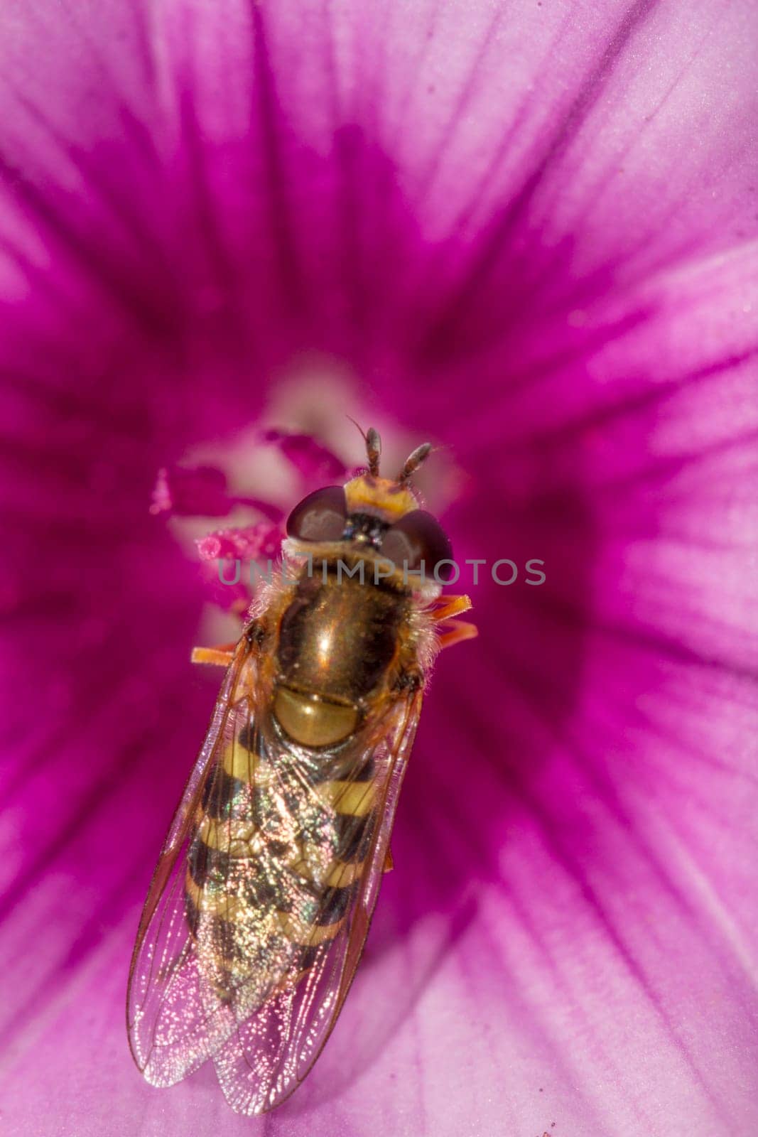 Close up view of Hoverfly (Scaeva selenitica) insect on top of flower.