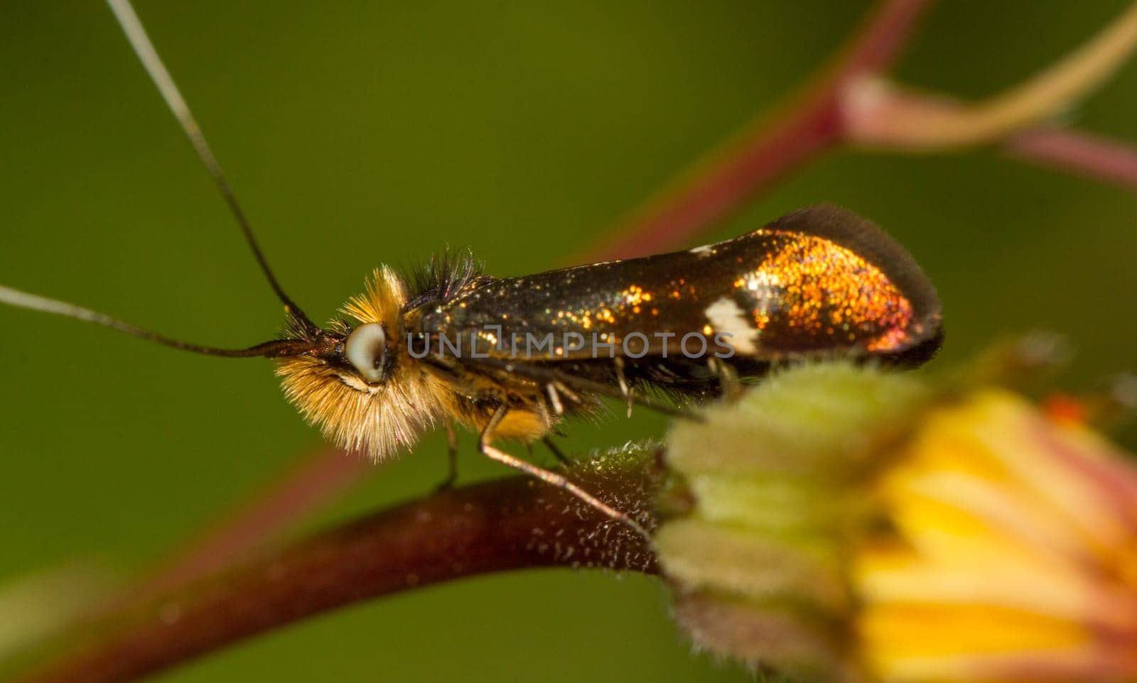 Close up view of an Adela collicolella nocturnal moth  insect.