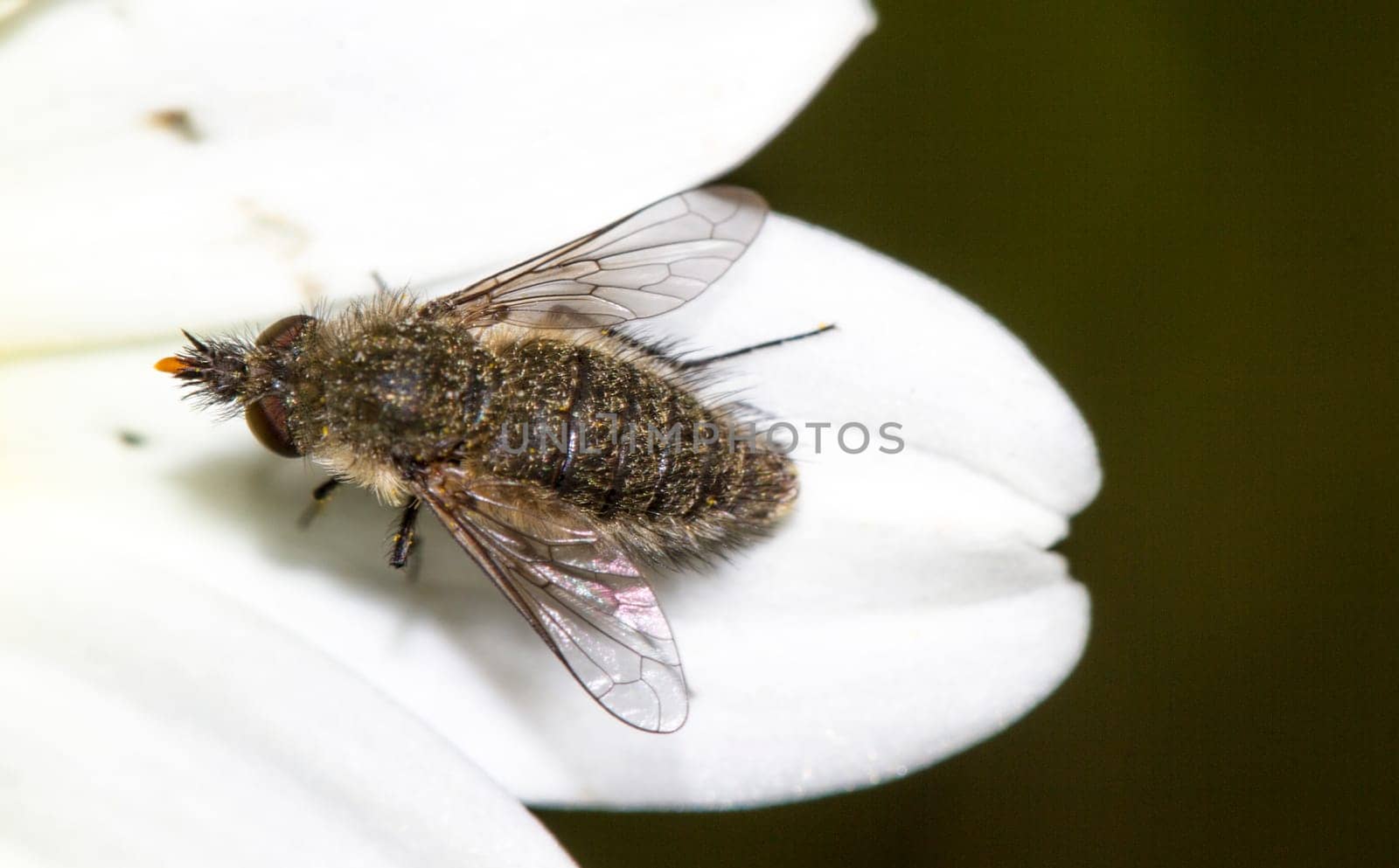 Close up view of a Bee Fly (Bombylisoma notatum) insect on top of flower.