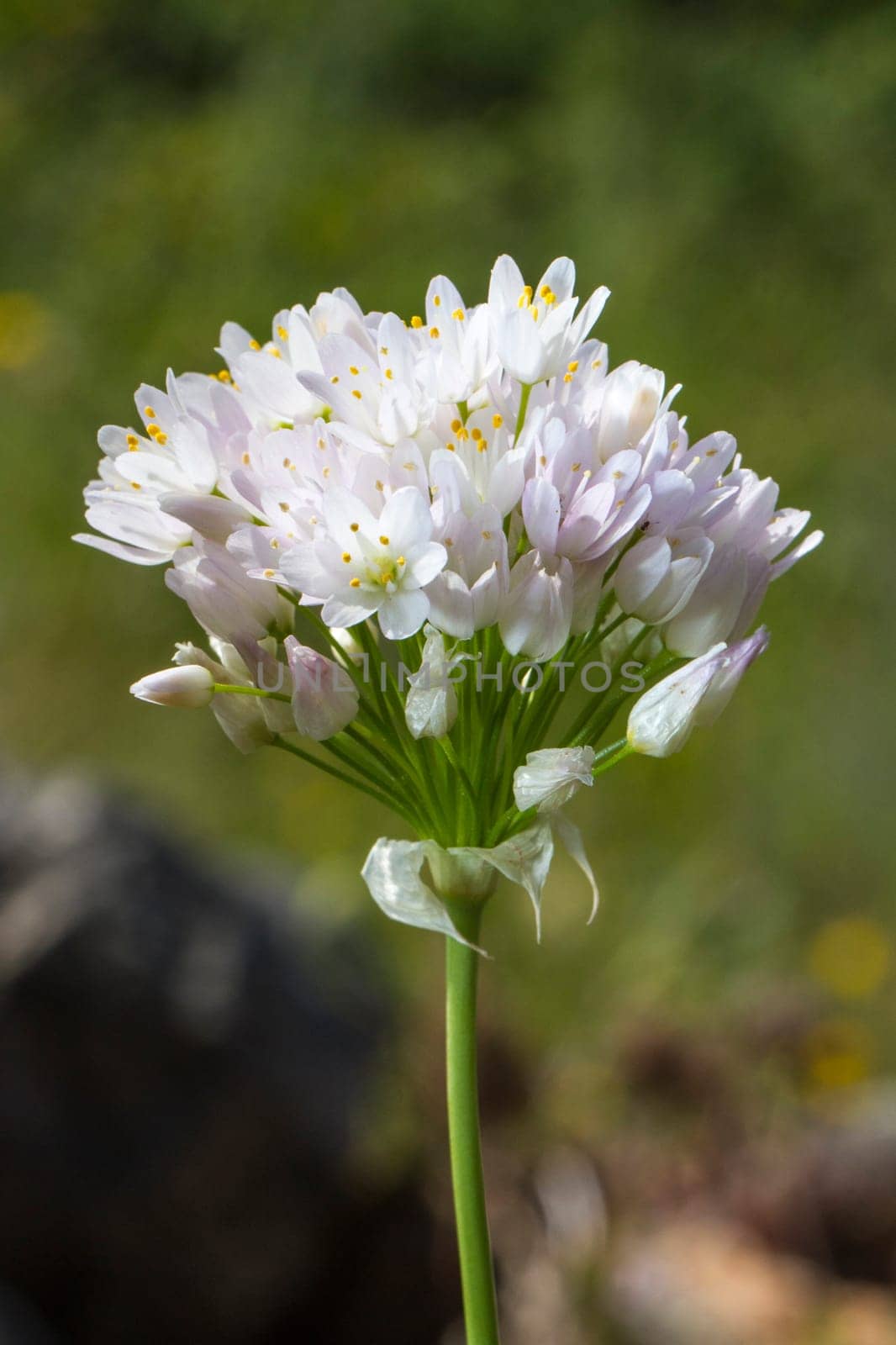 Close up view of the Rosy Garlic (Allium roseum) flower.