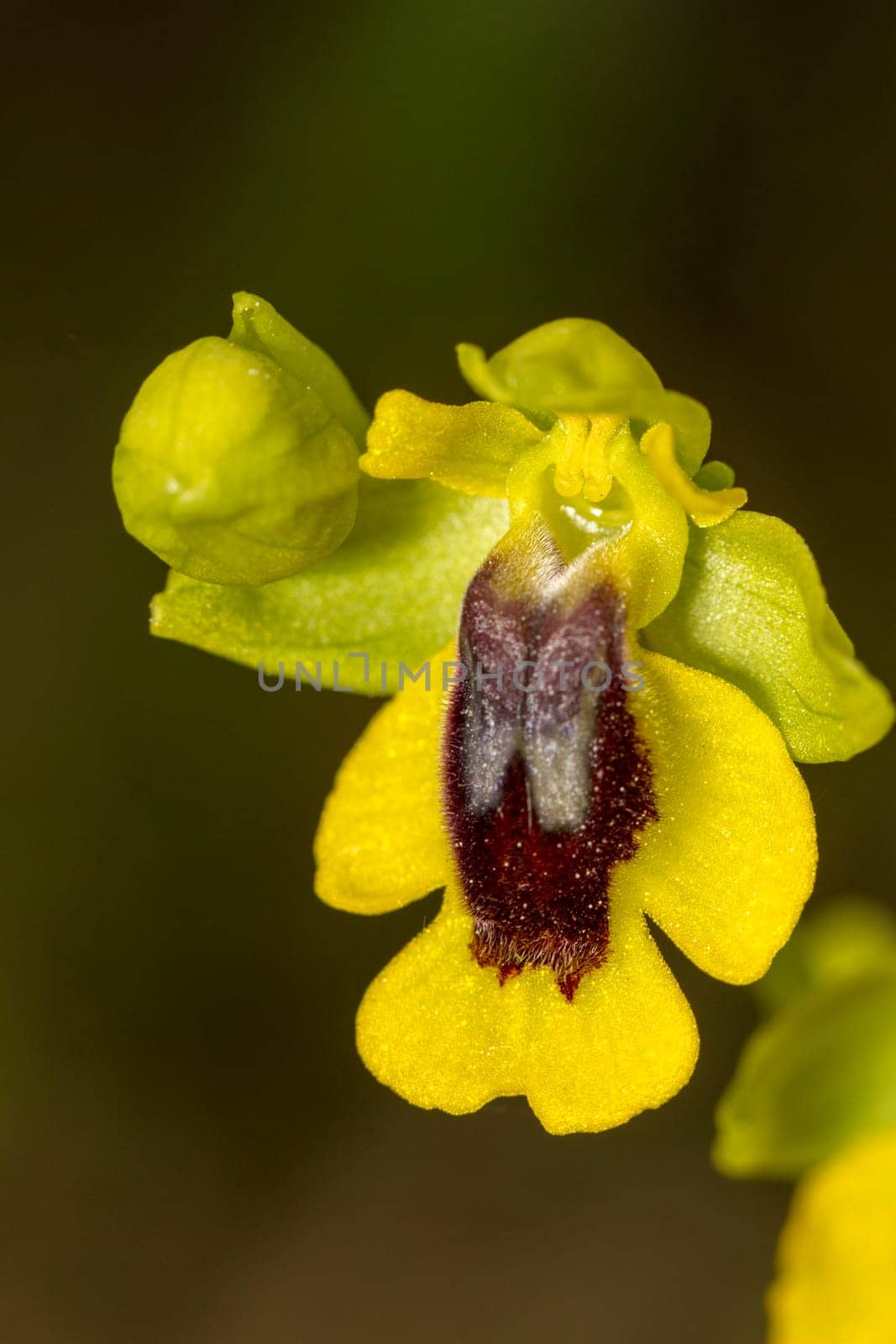 Close up view of the beautiful Yellow Bee Orchid (Ophrys lutea) flower.