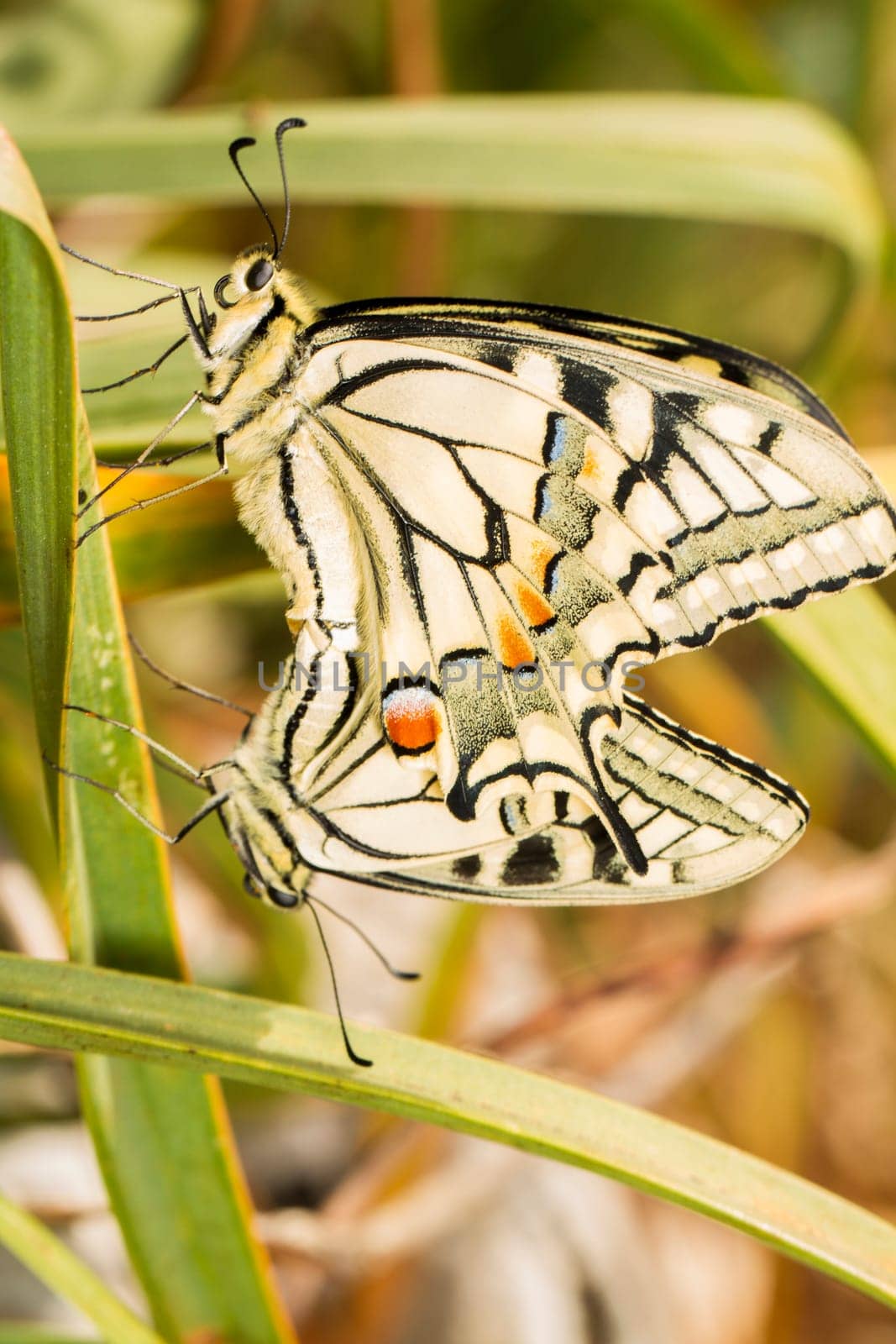 Close up view two beautiful Swallowtail (Papilio machaon) butterfly insects mating.
