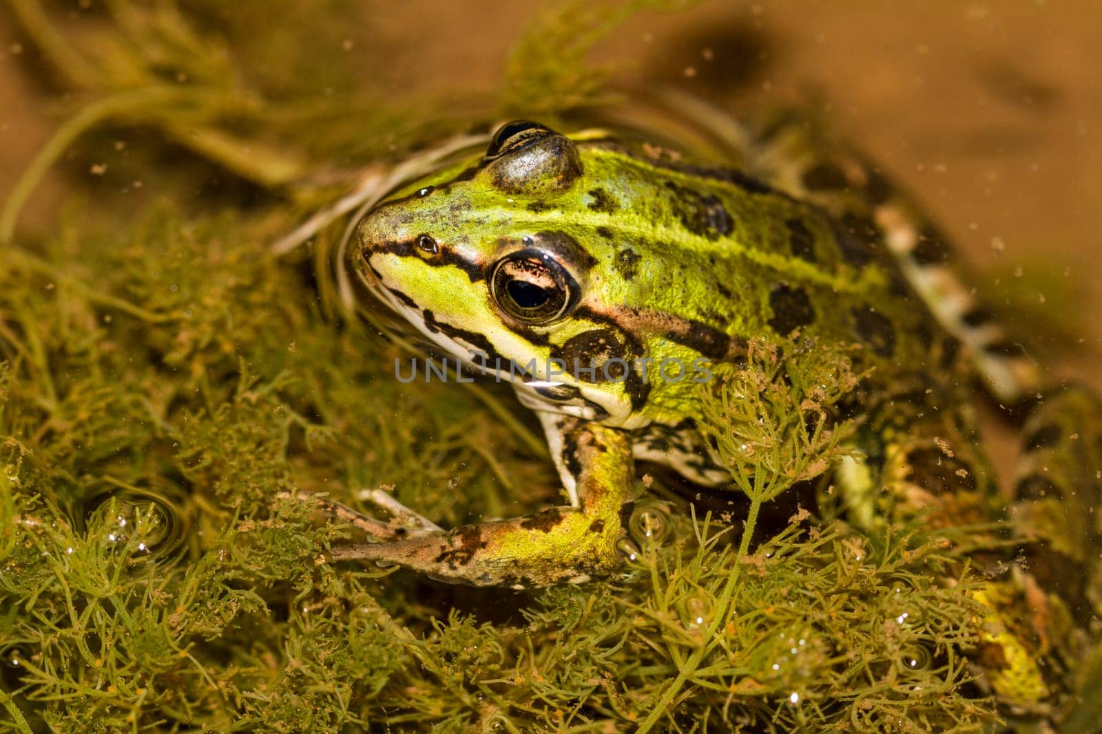 Close up view of the Edible Frog (Pelophylax esculentus) on a puddle.
