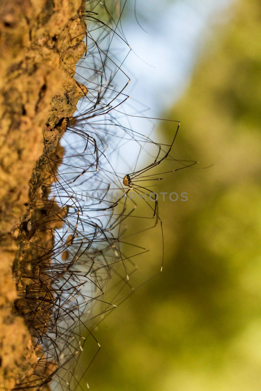 Close view of a bunch of Opiliones spiders on a tree.