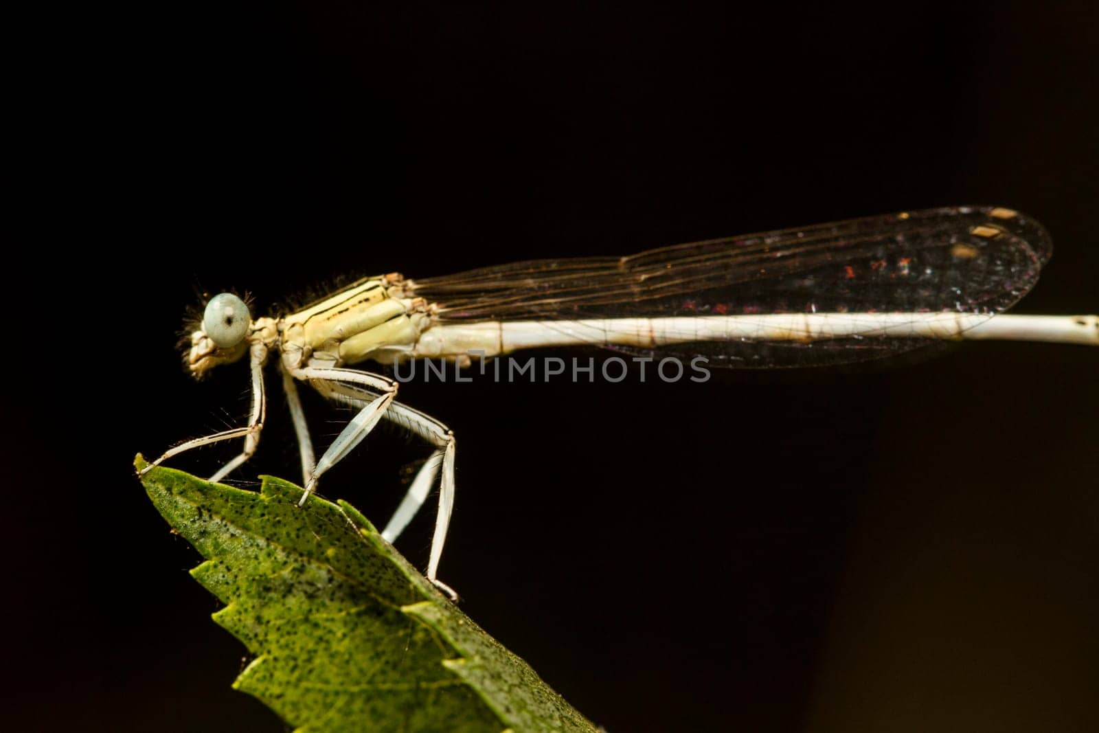 Close up view of the beautiful White Featherleg (Platycnemis latipes) damselfly insect.