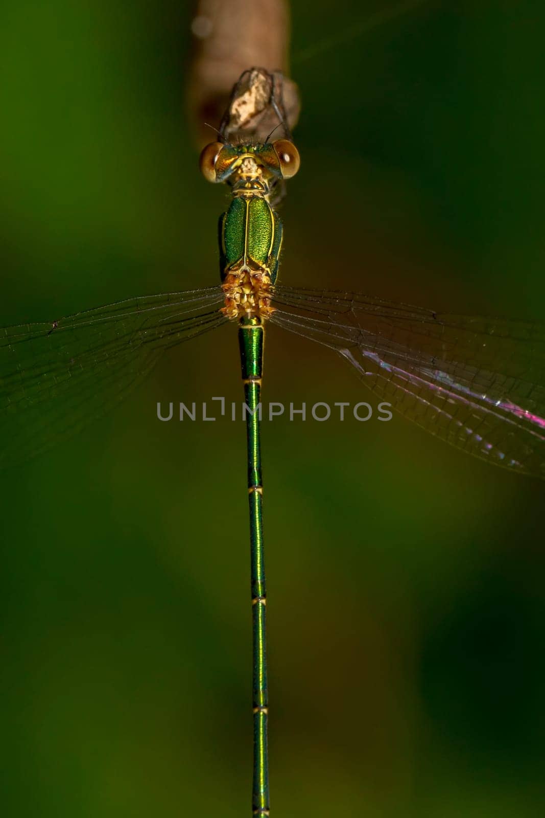 Close up view of the beautiful  Southern Emerald Damselfly (Lestes barbarus) insect.