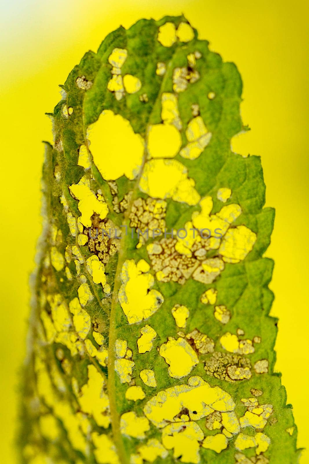 Close up view of a leaf chewed by caterpillars.