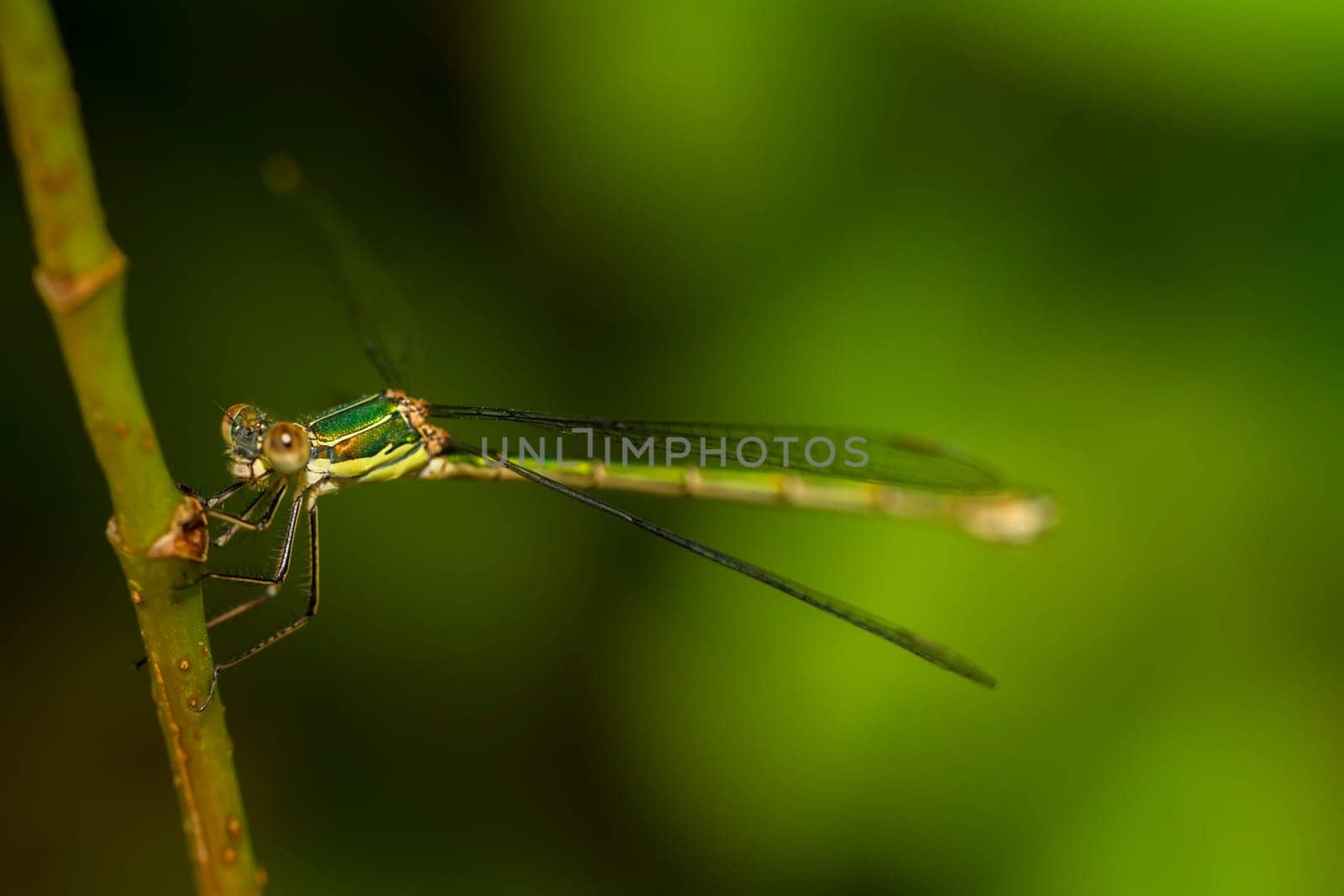 Close up view of the beautiful  Southern Emerald Damselfly (Lestes barbarus) insect.