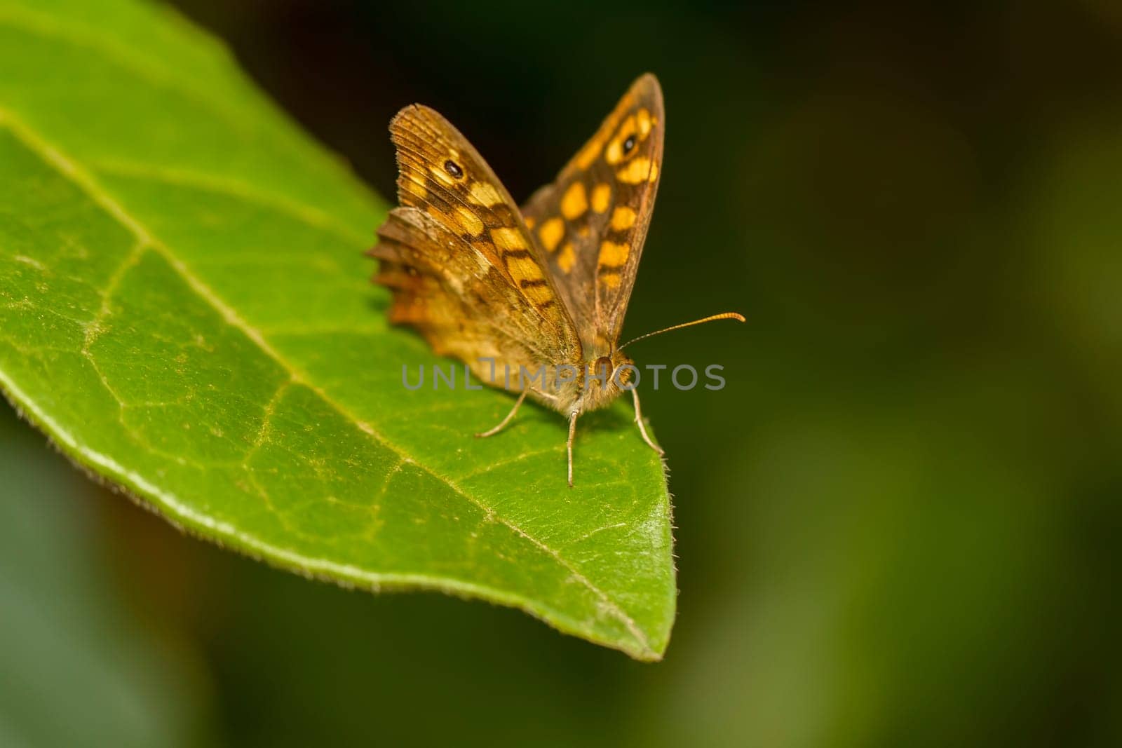 Close up view of the beautiful Speckled Wood (Pararge aegeria) butterfly insect.