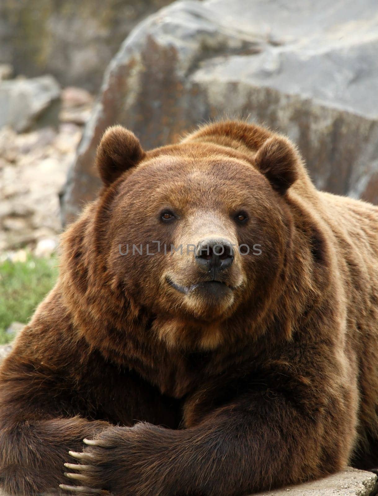 Brown bear