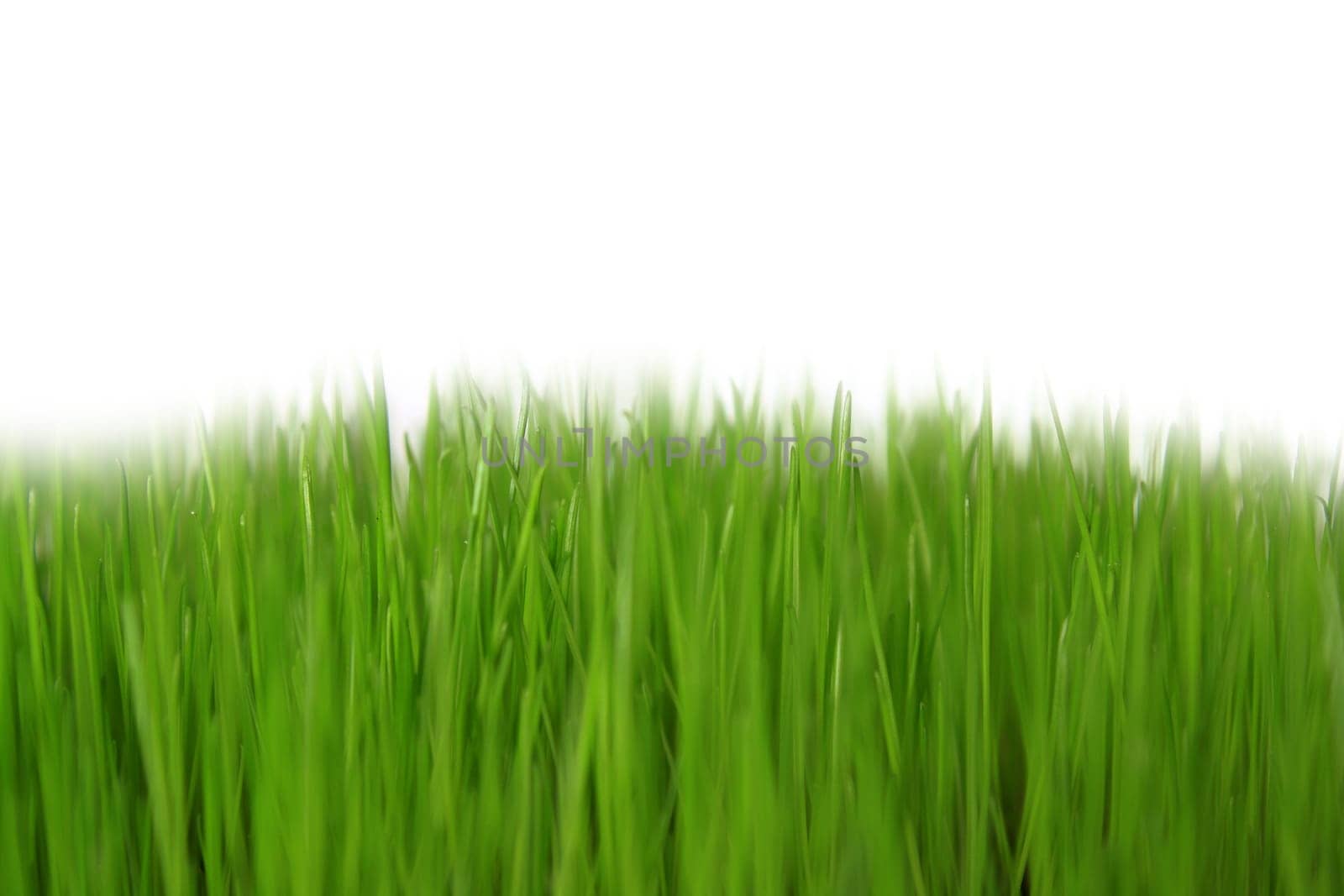 Grass
