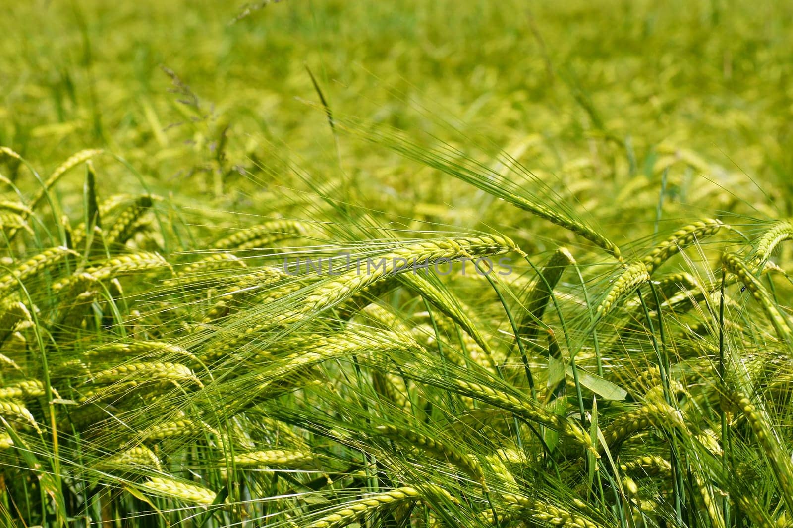 Grain field
