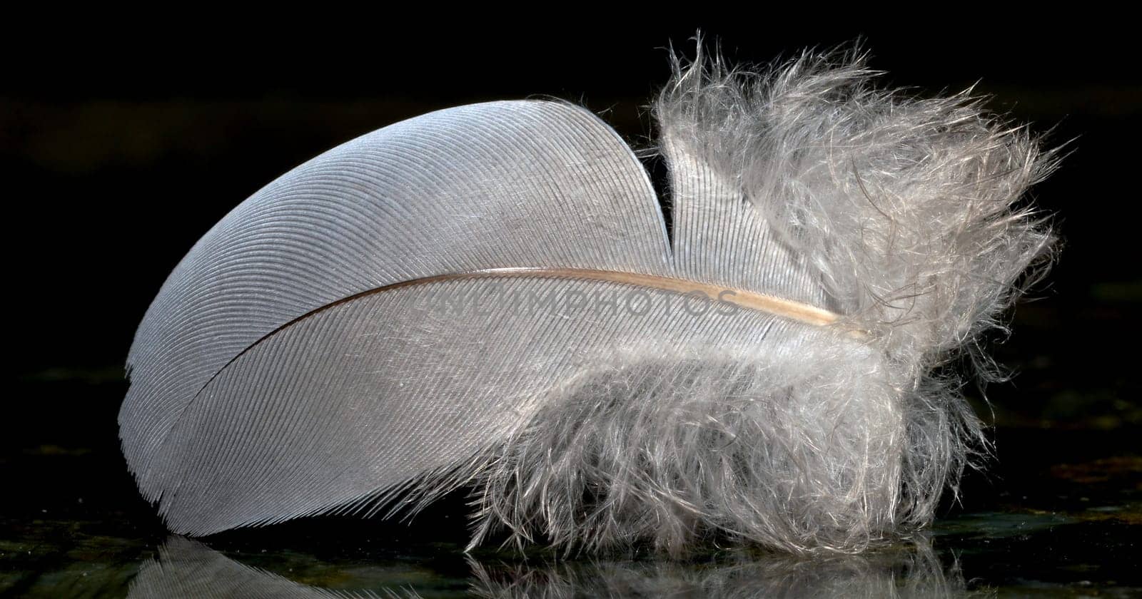 Feathers