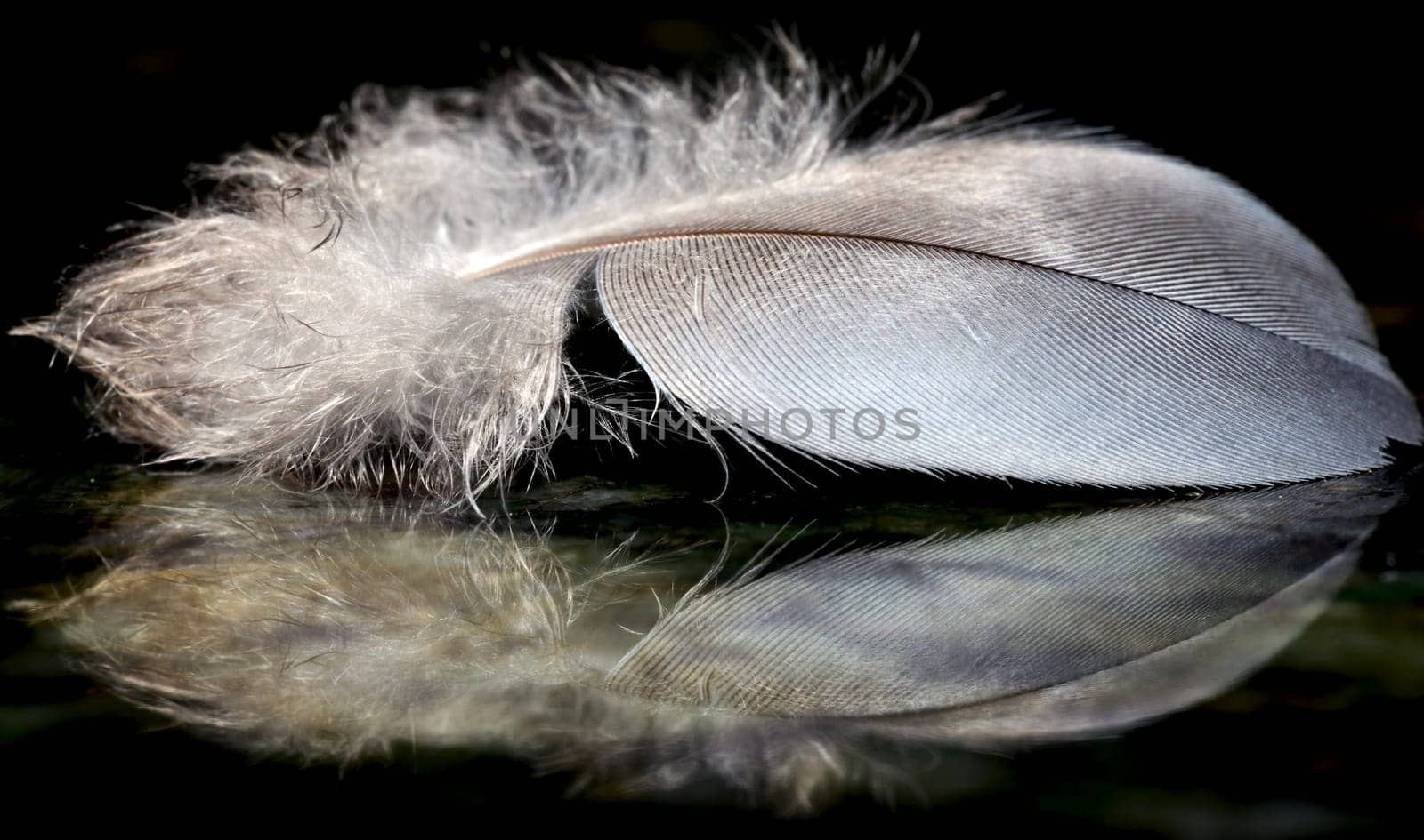 Feathers