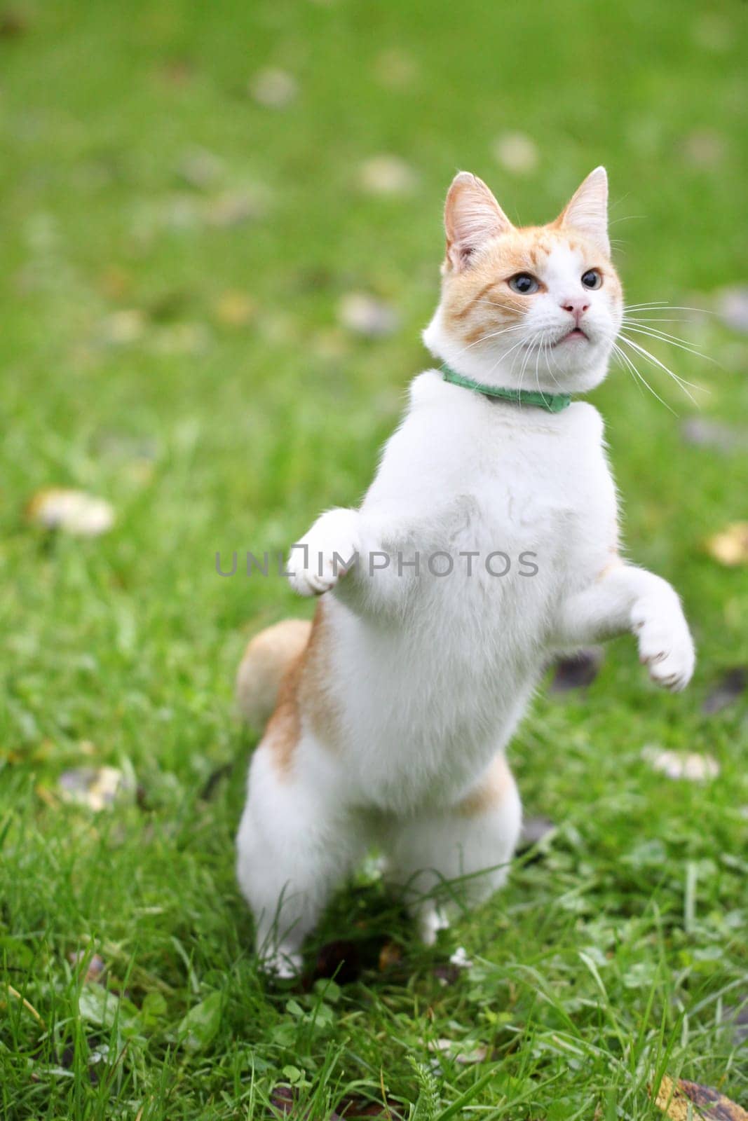 Beautiful white - cat playing in the green grass