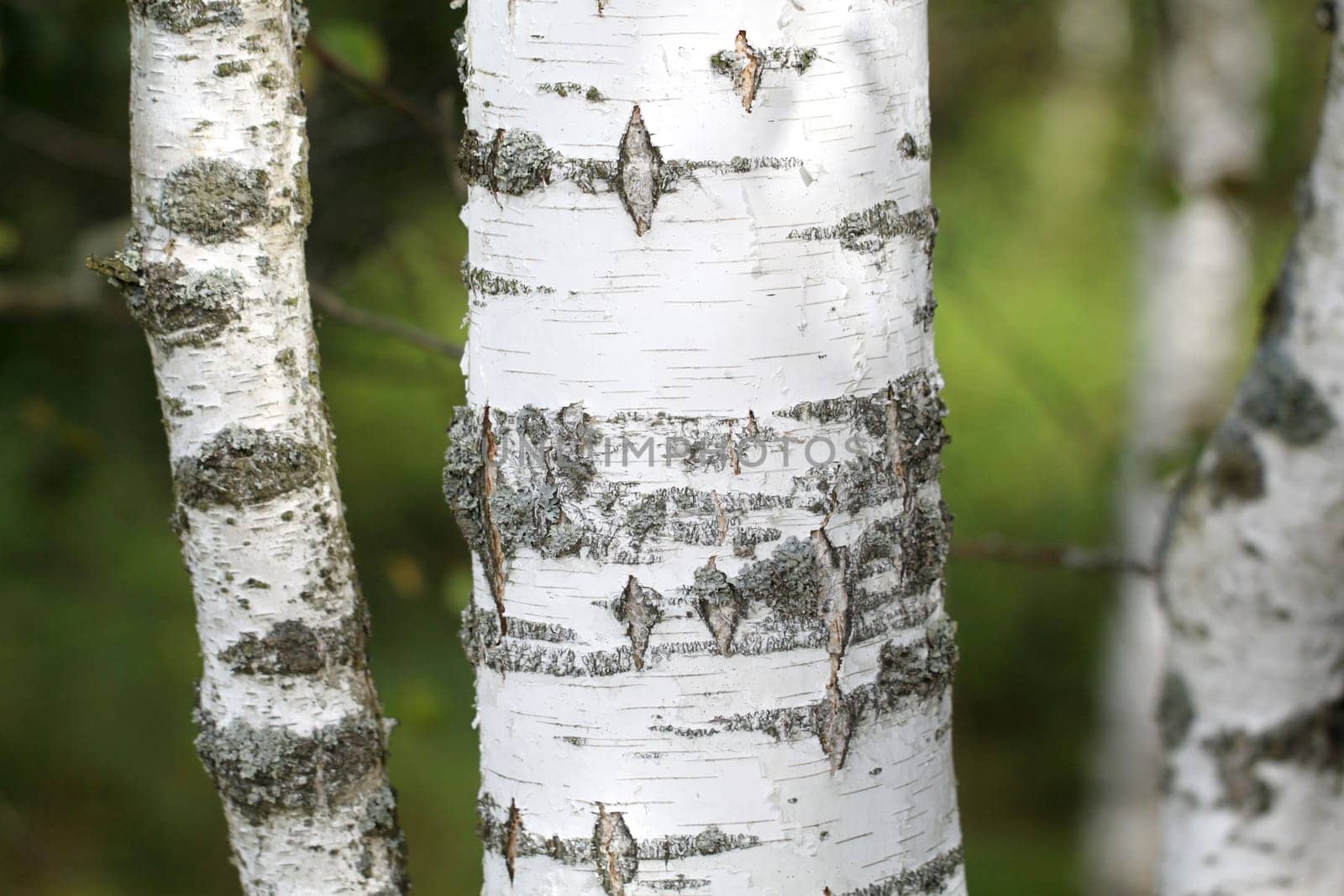 Black and white trunk of a birch tree