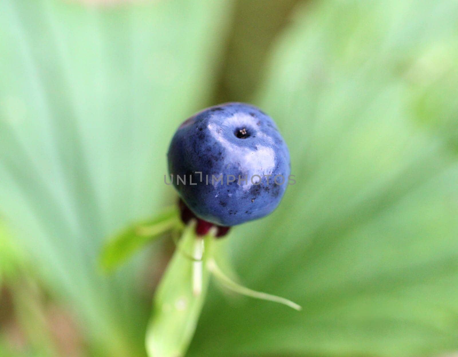 Big blue poisonous wolf berry